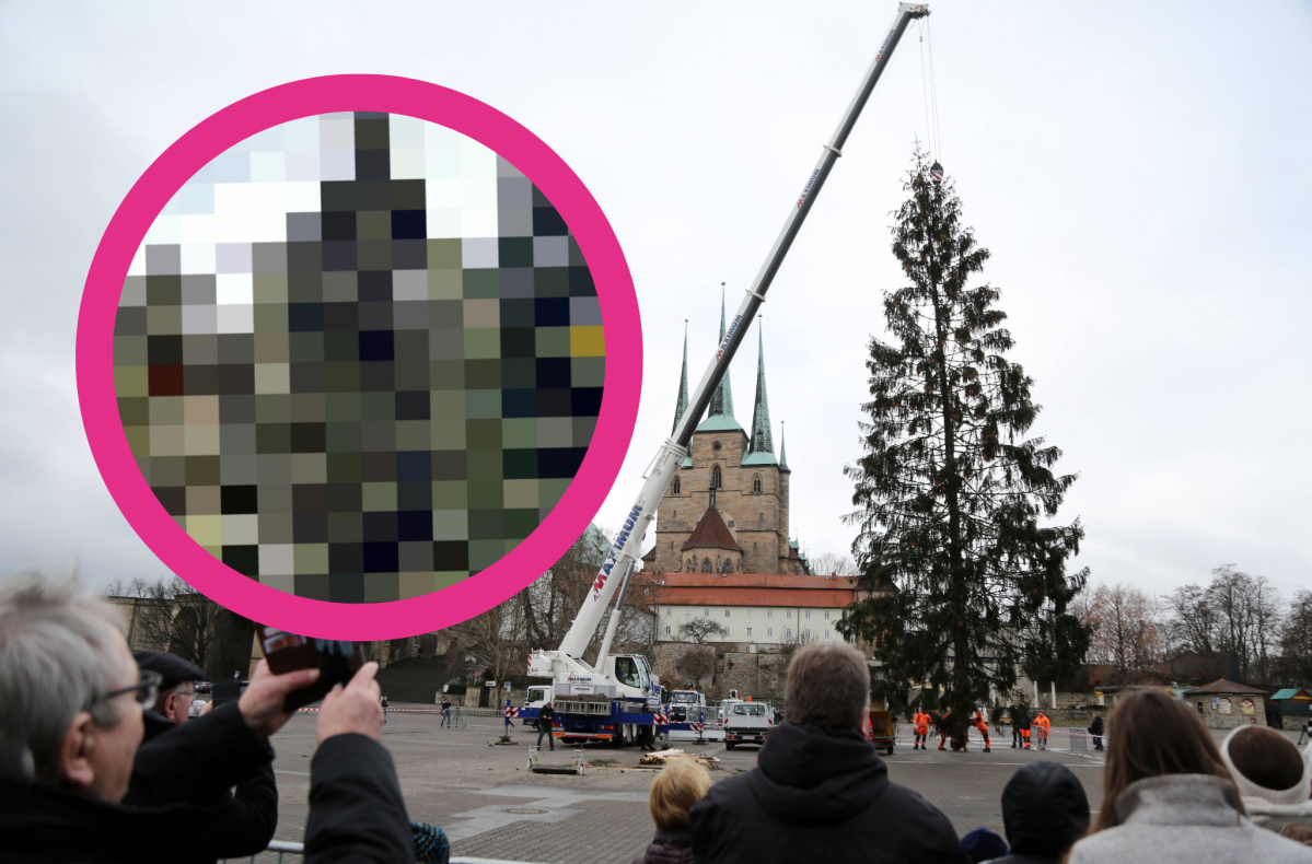 "Rupfis" Erbe steht fest – SO sieht der neue Weihnachtsbaum für Erfurt aus.
