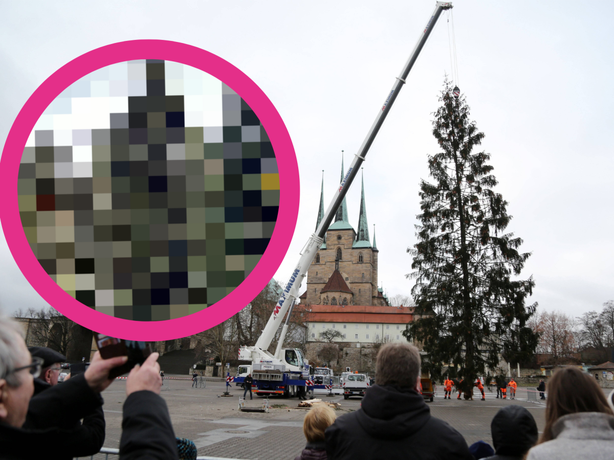 "Rupfis" Erbe steht fest – SO sieht der neue Weihnachtsbaum für Erfurt aus.