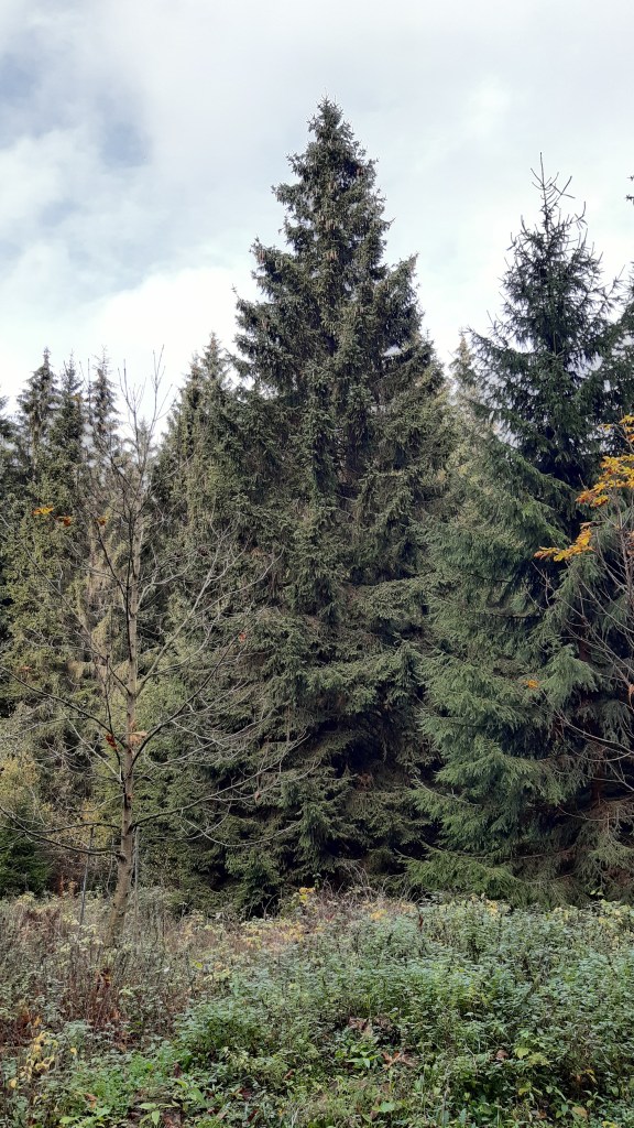 Diese Gemeine Fichte wird 2022 der Weihnachtsbaum für den Erfurter Weihnachtsmarkt.