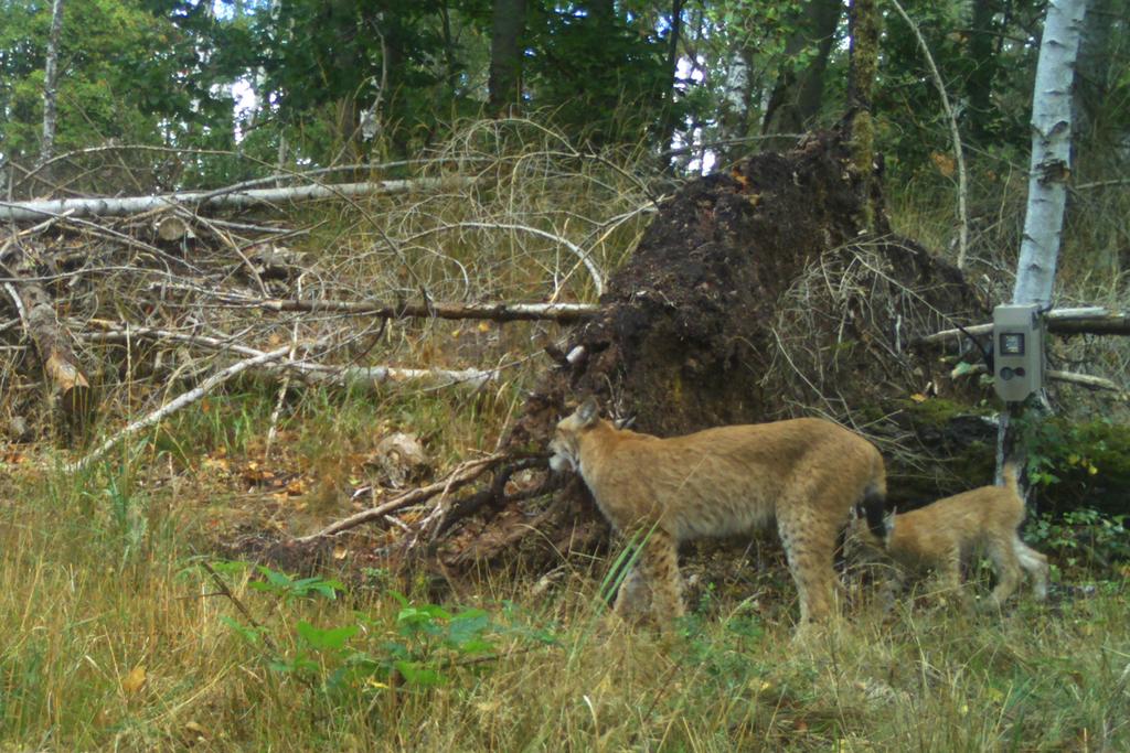 Luchs-Nachwuchs im Südharz!
