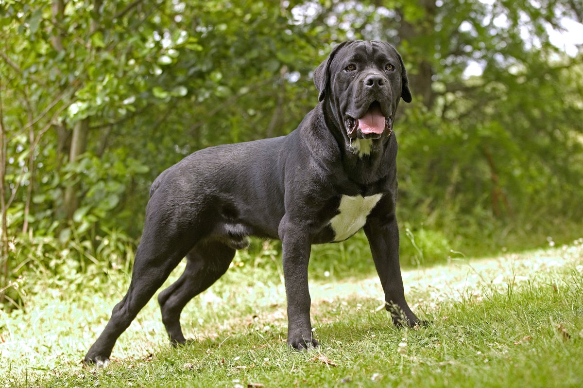 Hund Cane Corso / Italian Mastiff