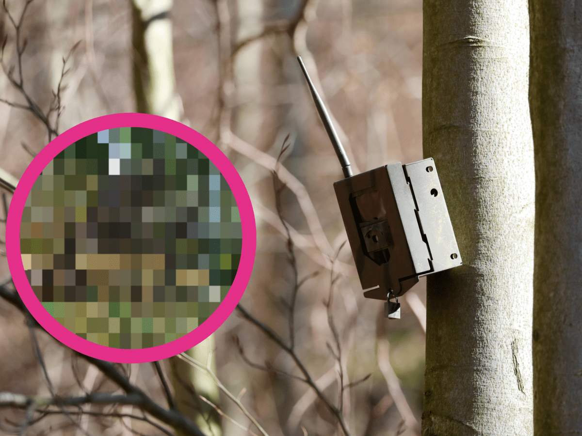 Wildkameras haben in Thüringen besondere Aufnahmen gemacht! (Montage)