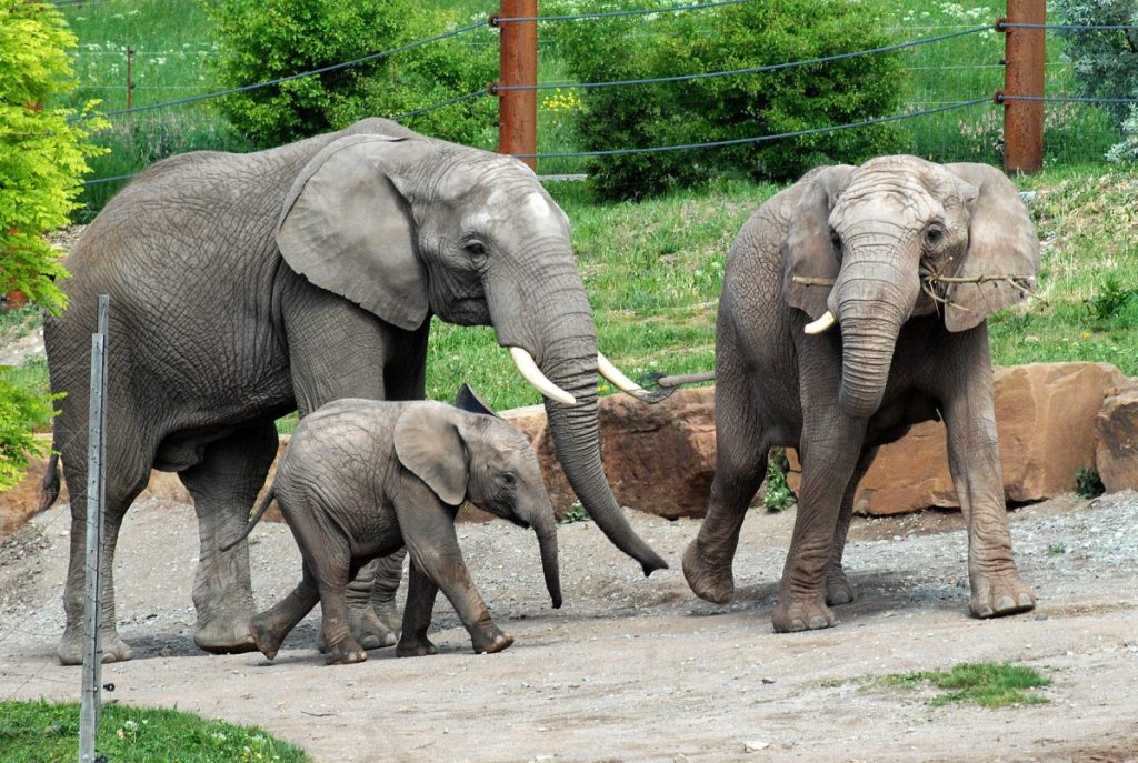 Zoo Erfurt