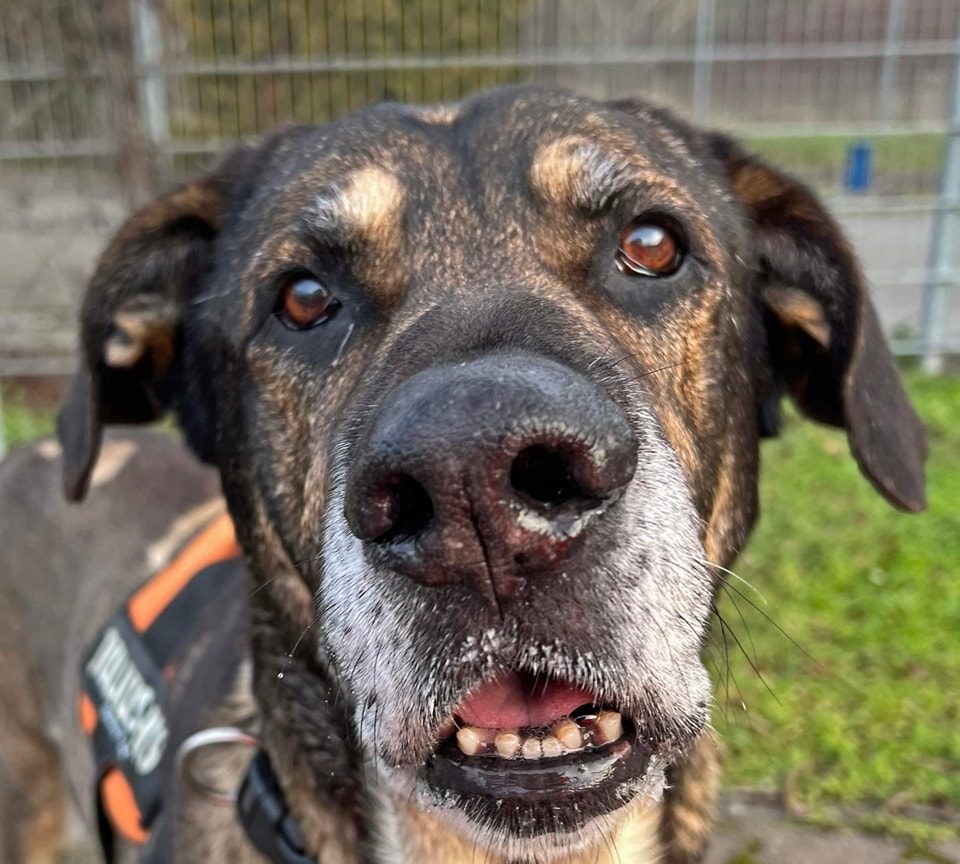Hund in Thüringen stirbt urplötzlich diese Abschiedsworte gehen ans Herz Thueringen24