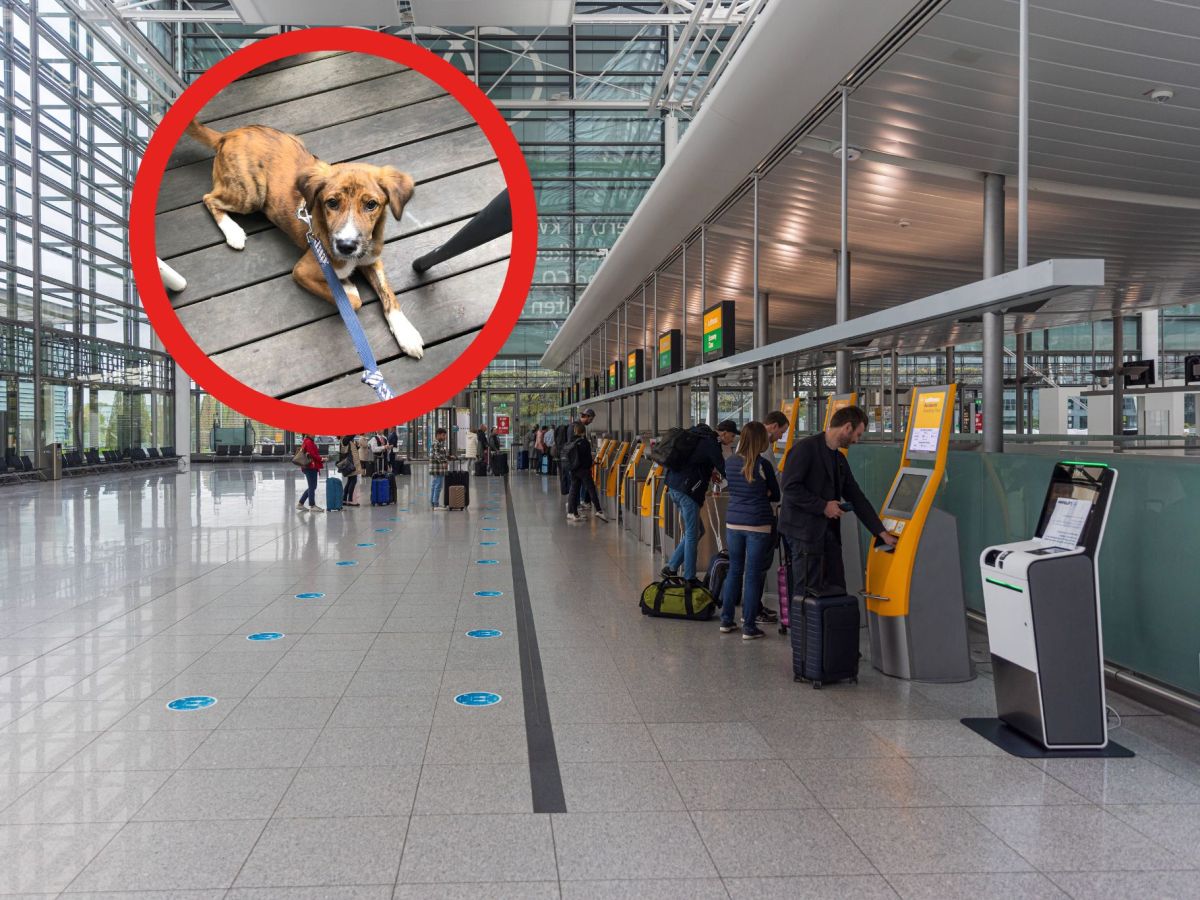 Hund Flughafen