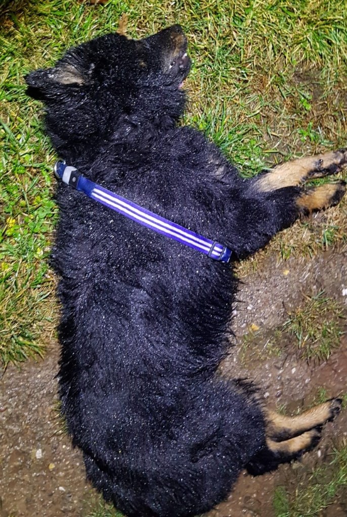 Für den Hund aus Thüringen kam jede Hilfe zu spät.