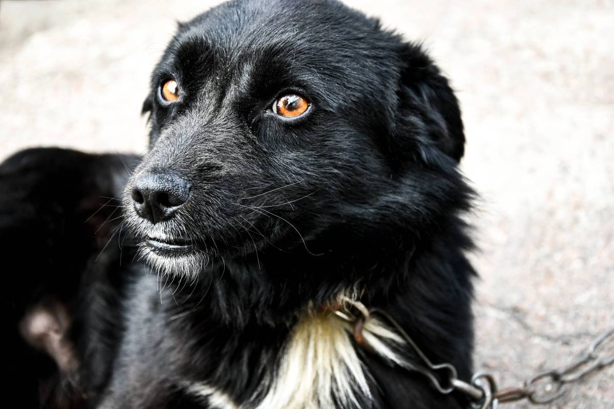 Ein Hund hat seinen Ausflug in Thüringen mit dem Leben bezahlt. (Symbolbild)
