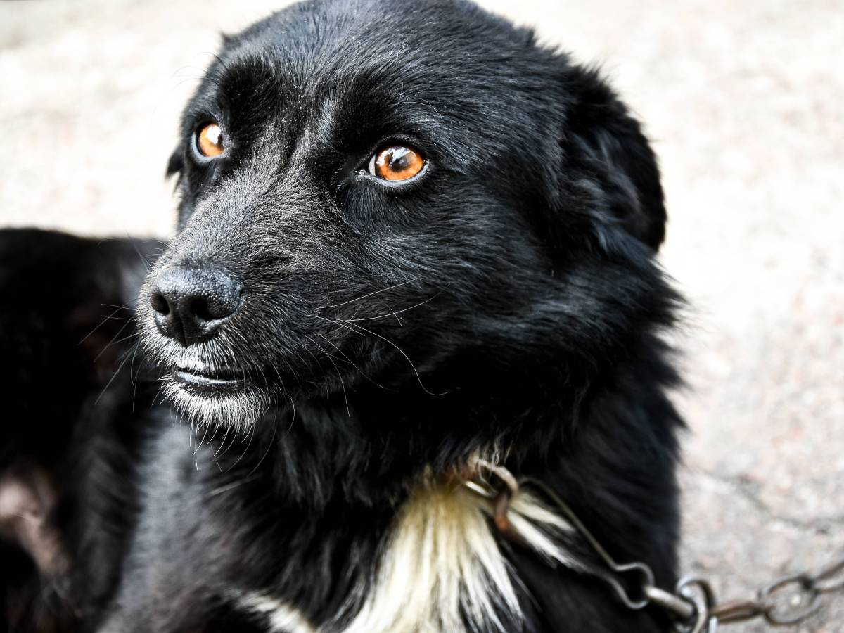 Ein Hund hat seinen Ausflug in Thüringen mit dem Leben bezahlt. (Symbolbild)