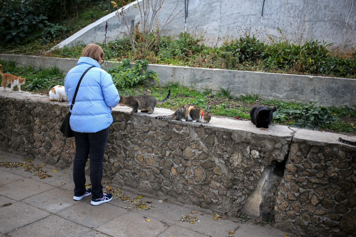 Eine Frau aus Suhl in Thüringen hat ein Herz für Katzen. Zuletzt hatte sie sich auch liebevoll um Streuner gekümmert. Das könnte ihr jetzt zum Verhängnis werden.