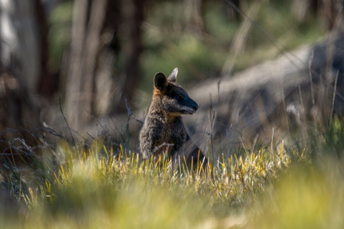 Ein Wallaby aus Thüringen wird schmerzlichst vermisst.