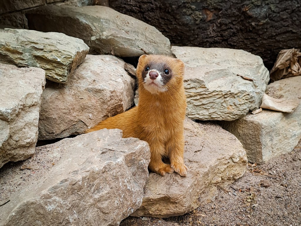 Zoo Erfurt Feuerwiesel sitzt auf Stein 