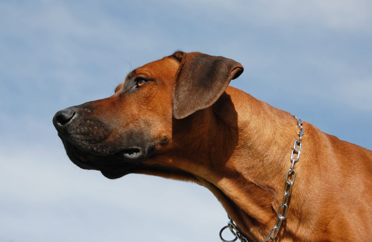 thueringen hund ridgeback