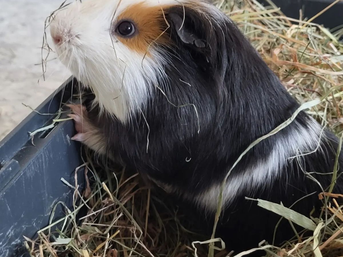 Das Tierheim Nordhausen sucht für rund 40 Meerschweinchen ein neues Zuhause.
