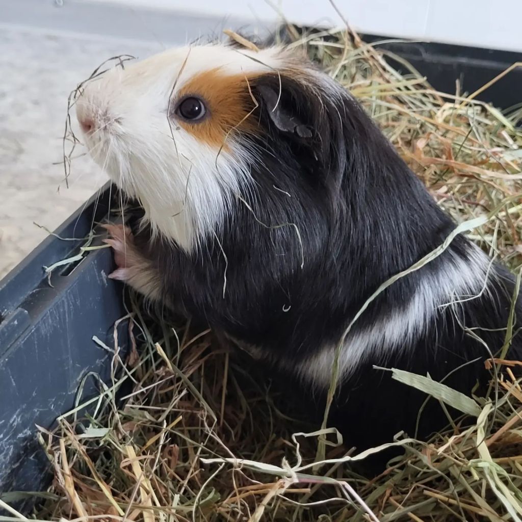 Das Tierheim Nordhausen sucht für rund 40 Meerschweinchen ein neues Zuhause. 