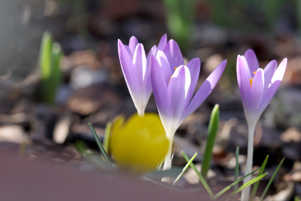 Hält der Frühling bald in Thüringen Einzug? (Symbolbild)