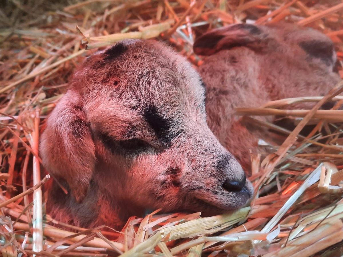 Thüringer Tierschützer durchleben wahren Albtraum! „Können einfach nur weinen“
