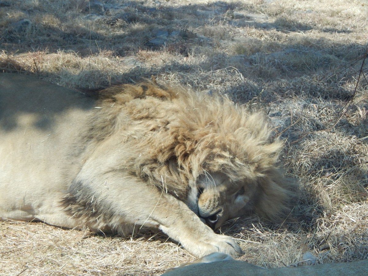 Ein Löwe liegt im Zoo rum.