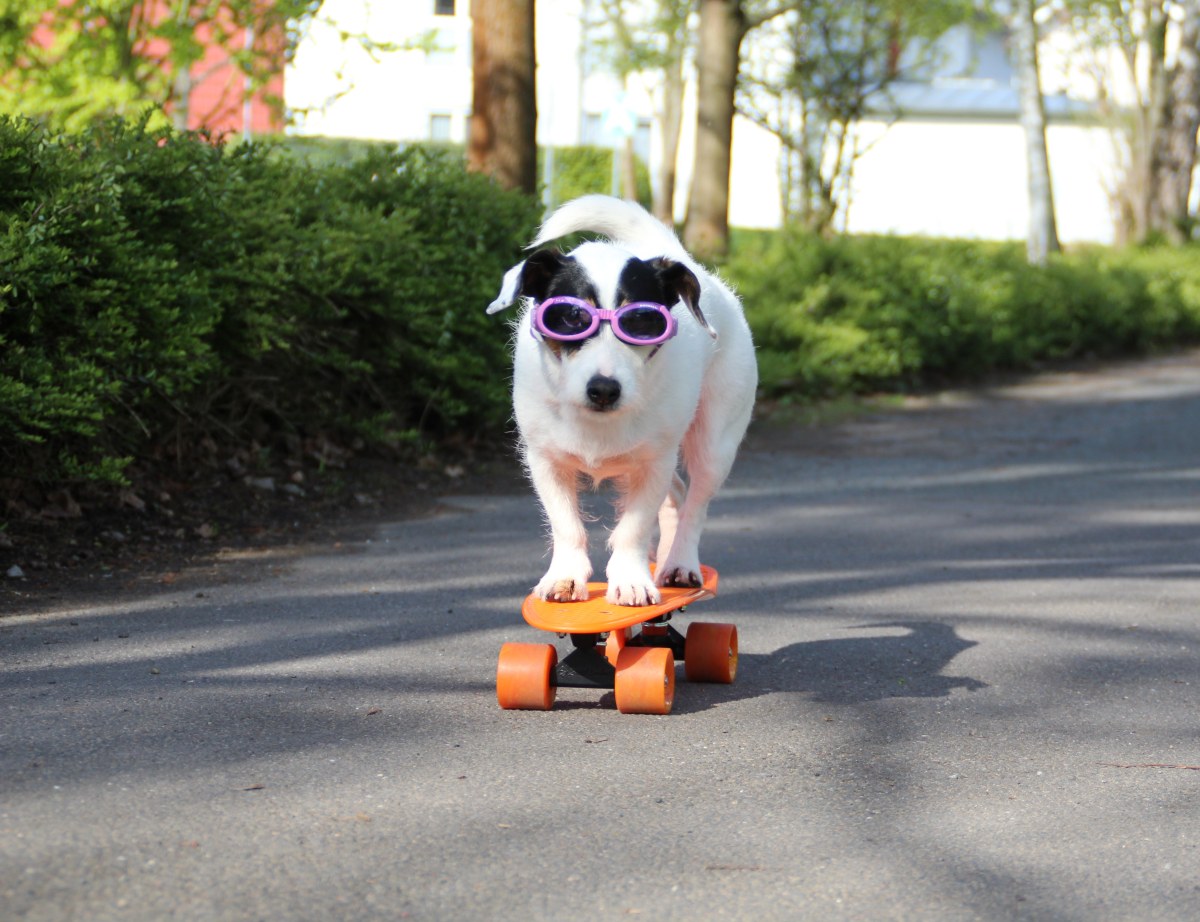 Hund in Thüringen