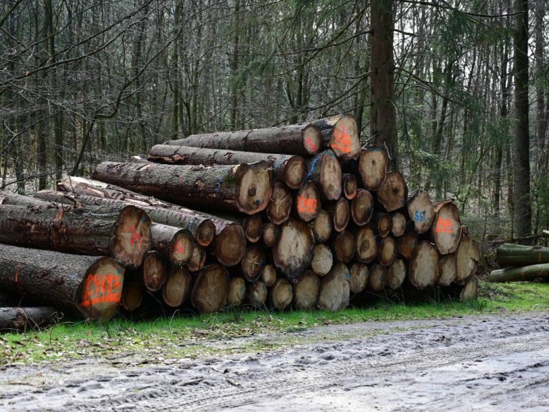 Thüringen: Wird Brennholz wieder billiger? Wann du zuschlagen solltest