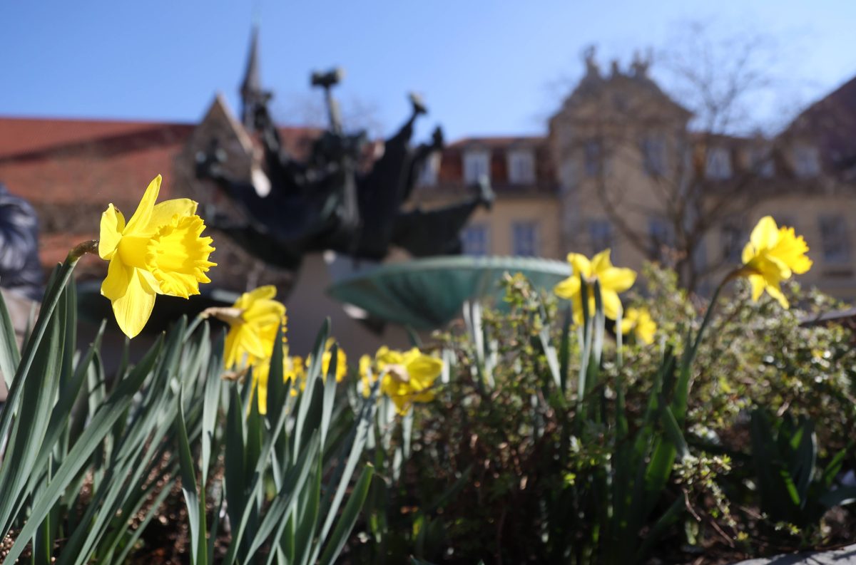 Thueringen Wetter am Anger Erfurt stehen Blumen