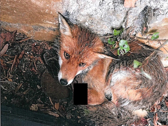 Dieser Fuchs lebt nicht mehr. Er musste eingeschläfert werden, weil er in eine tückische Falle getreten ist.