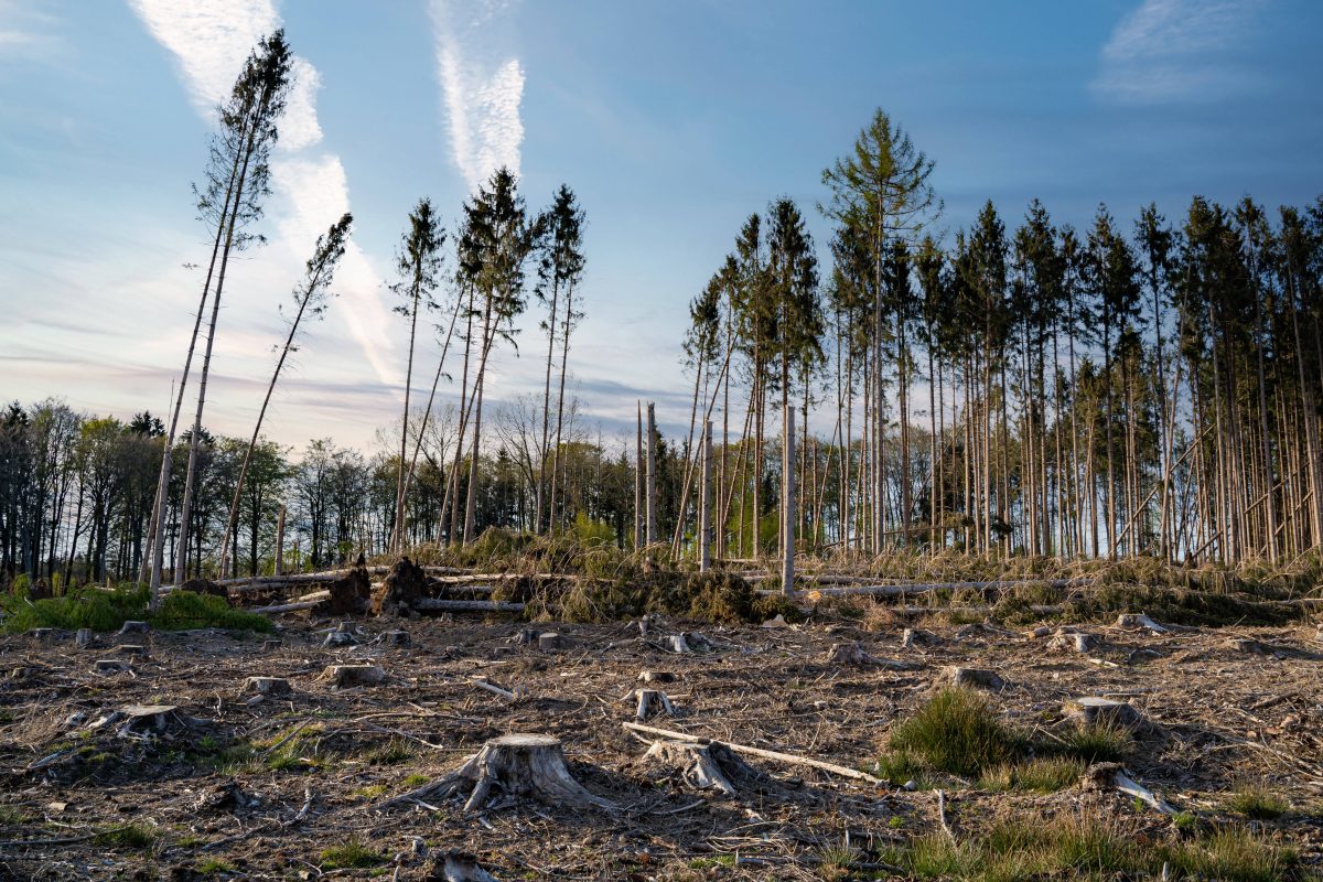 Th-ringer-Wald-Traurige-Entwicklung-Besucher-werden-es-merken