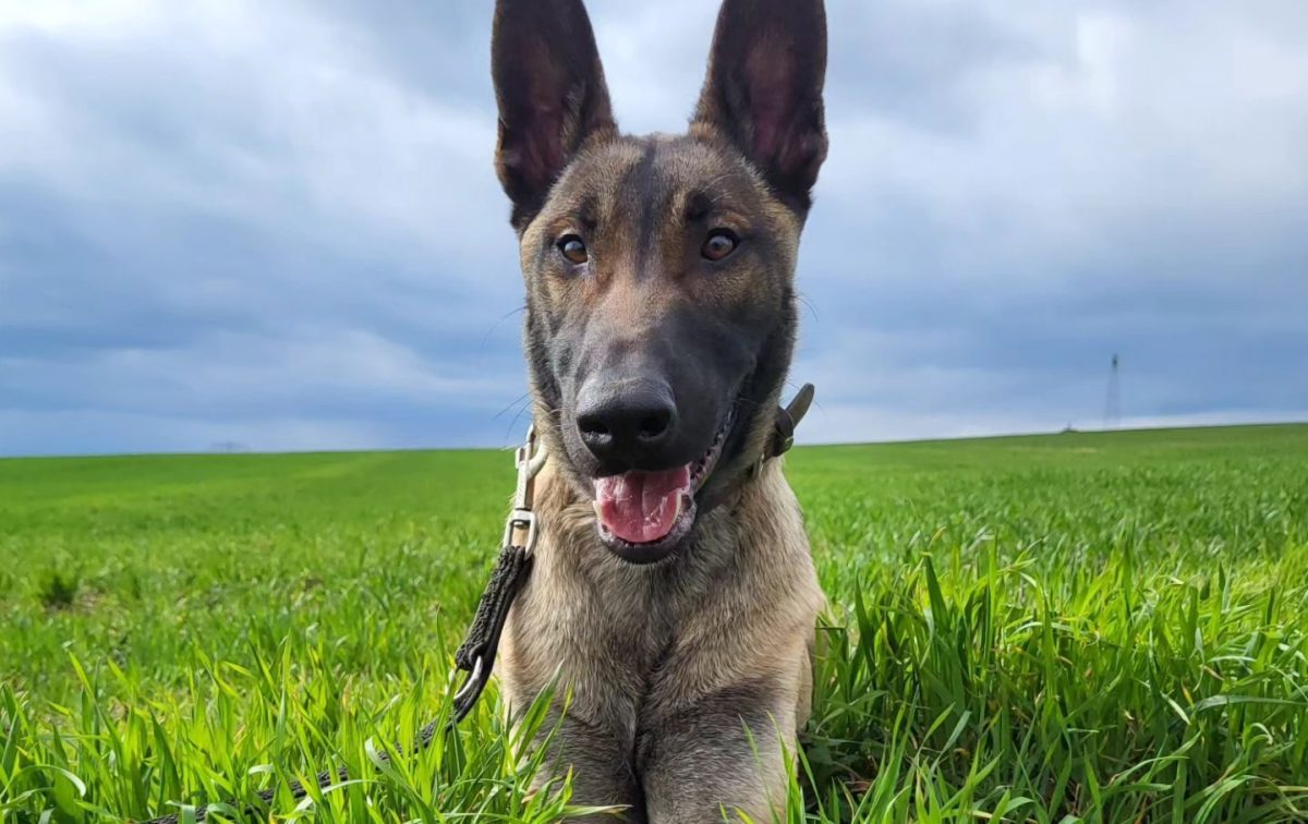 Hund Apollo hat monatelang im Tierheim Nordhausen auf ein neues Zuhause gewartet. Jetzt hat der die 