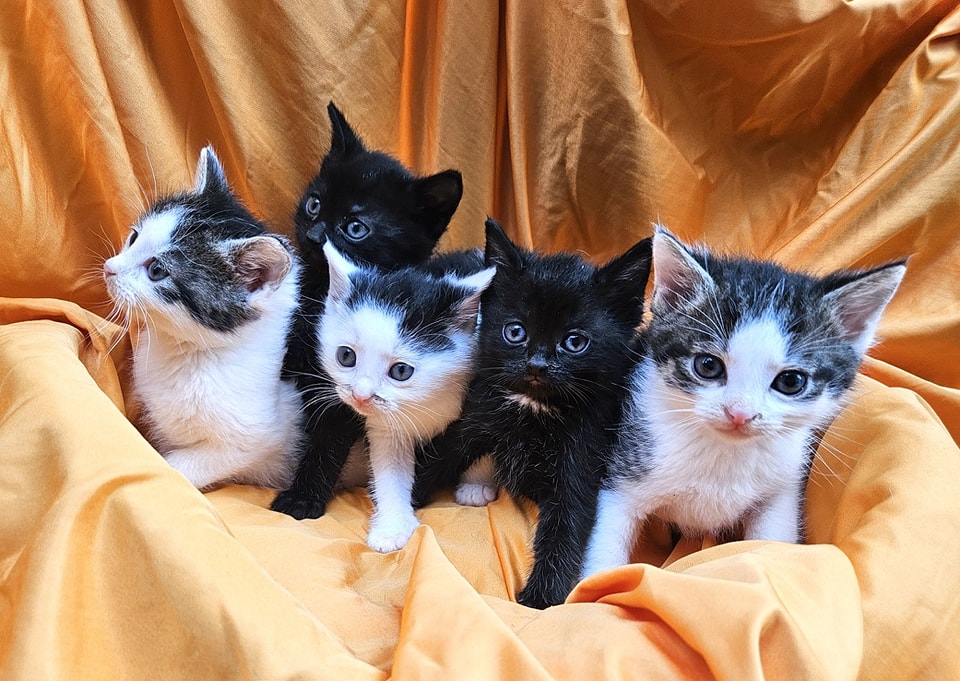 Die kleinen Kitten aus Thueringen