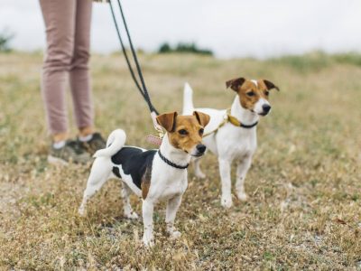 Frau mit zwei Hunden an der Leine