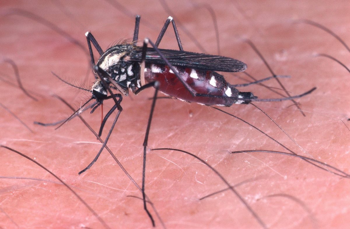 Ein Stich und es juckt, oder es kommt noch schlimmer: Während eingewanderte Stechmücken-Arten neue Krankheiten mitbringen, können selbst Hausmücken potenziell Gefährliches übertragen. Um das Problem einzudämmen, können alle etwas tun.