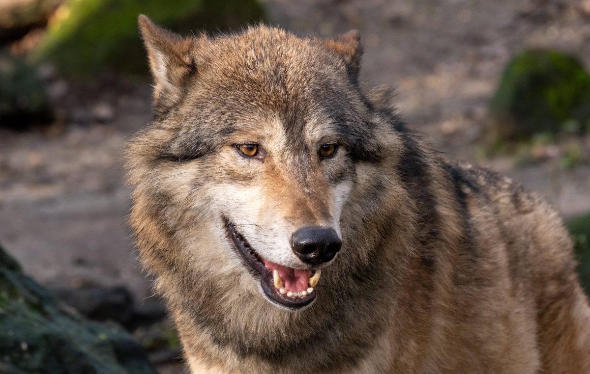 Ein toter Wolf ist an der Autobahn 4 bei Waltershausen im Kreis Gotha gefunden worden.