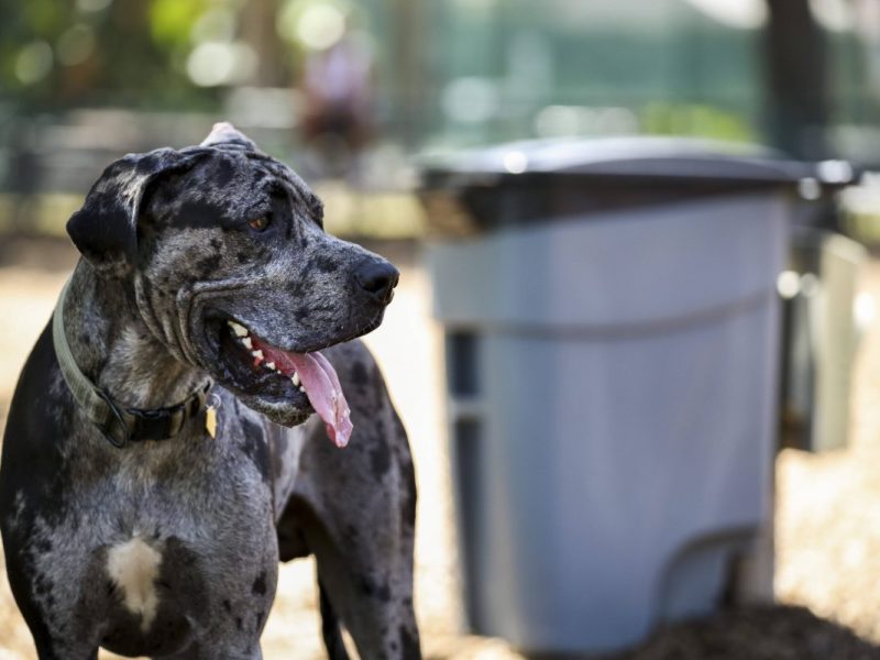 Erfurt: Stadt geht jetzt gegen Hundebesitzer vor – „ist doch kacke“