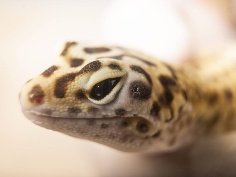 Tierheim in Erfurt bekommt Neuzugang – die Geschichte des Tieres ist tragisch! „Ohne Wasser und Wärme“