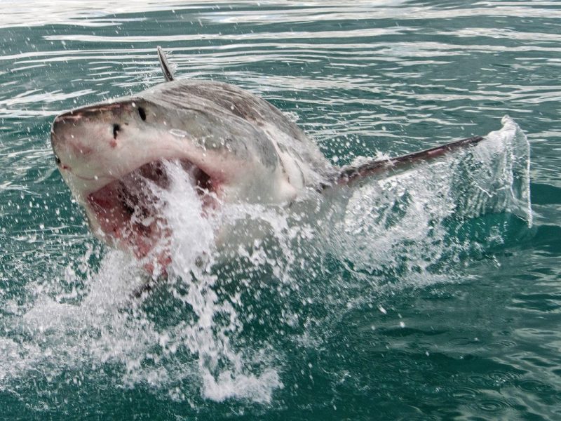 Urlaub in Ägypten: Tödlicher Hai-Angriff am Strand! Lauert im Roten Meer jetzt weitere Gefahr?