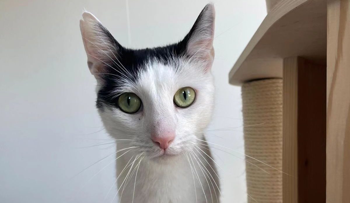 Kater 