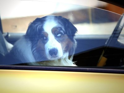 Hund sitzt bei Hitze im Auto