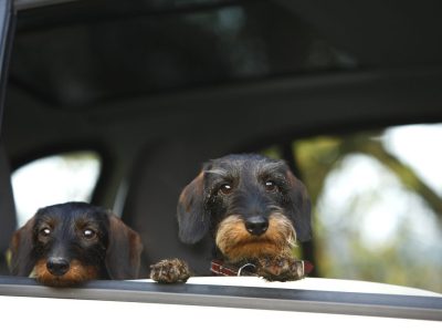 Zwei Grauhaardackel gucken aus einem heruntergelassenen Autofenster