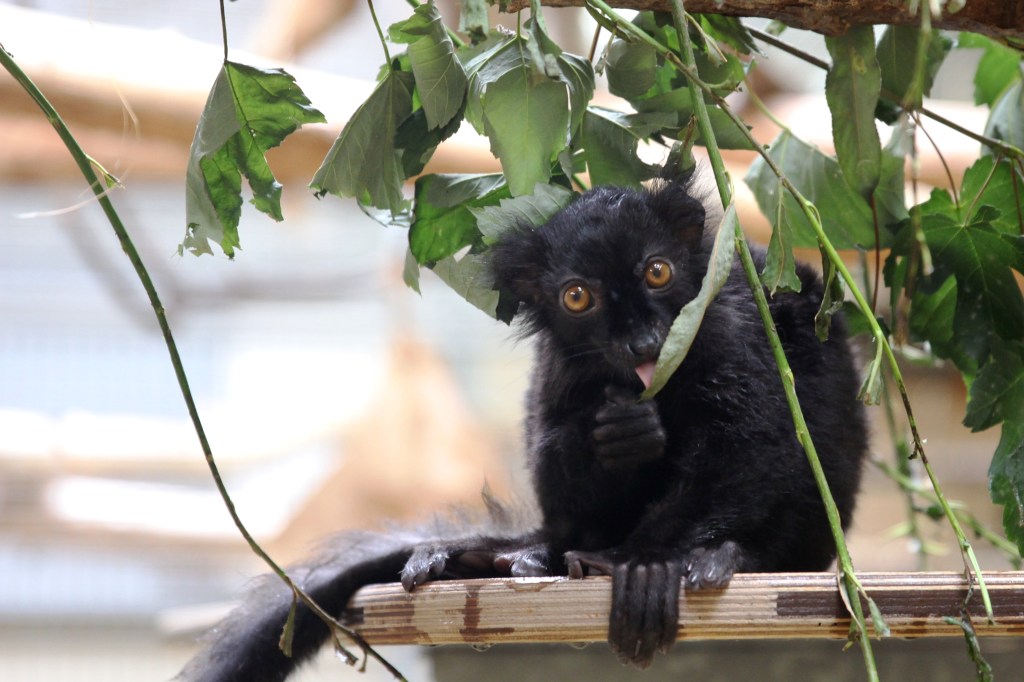 zoo erfurt