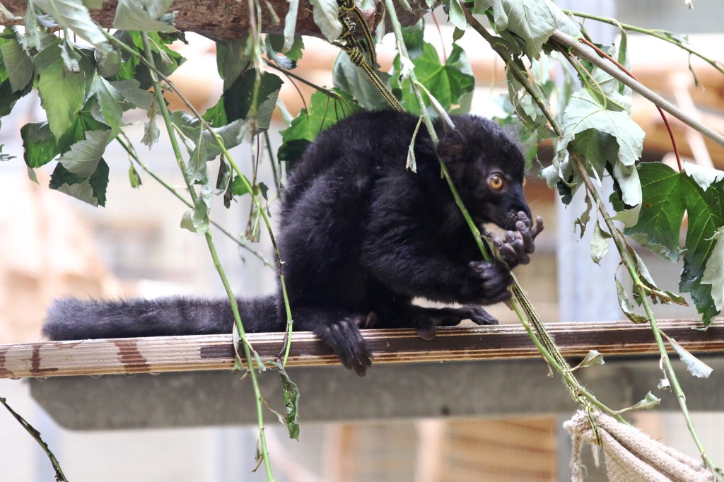 zoo erfurt