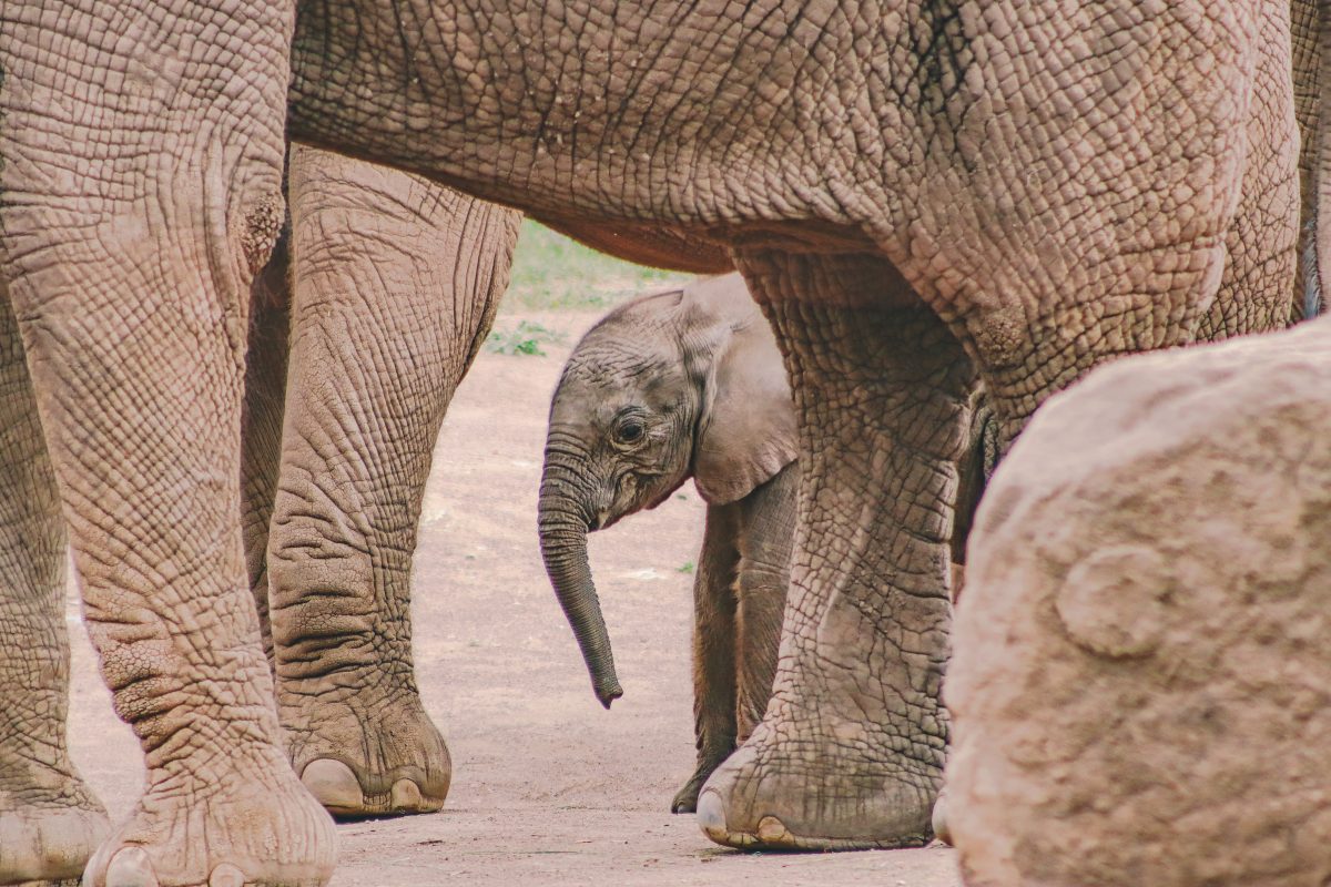 Ayoka im Elefanten.Gehege im Zoo Erfurt