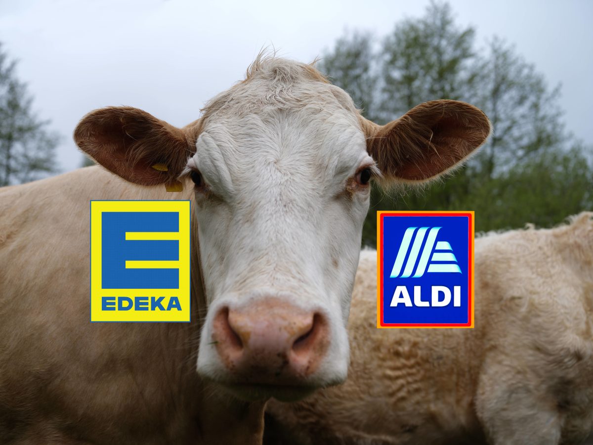 Edeka-Aldi-Logo, Kuh blickt in die Kamera