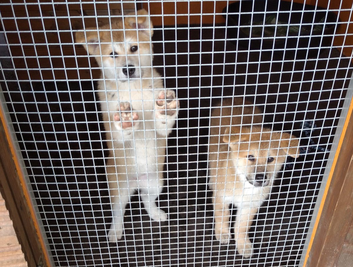 Die beiden aus einem Tierheim gestohlenen Welpen sind wieder da.