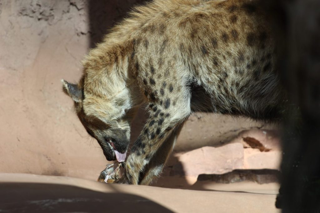 zoo erfurt