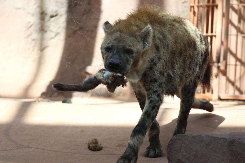 zoo erfurt