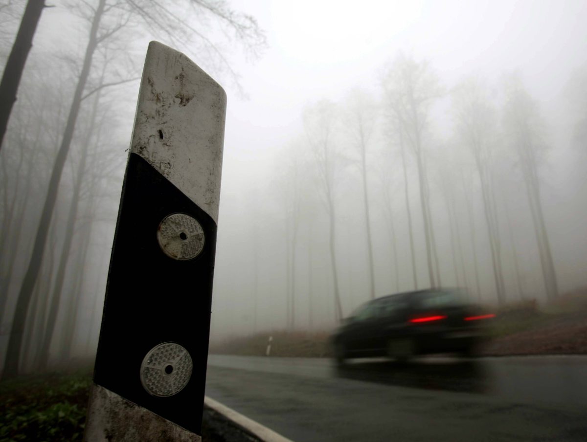 Die Tage werden kürzer, das Wild mobiler. Auch im Thüringer Wald solltest du deswegen ganz besonders aufpassen!