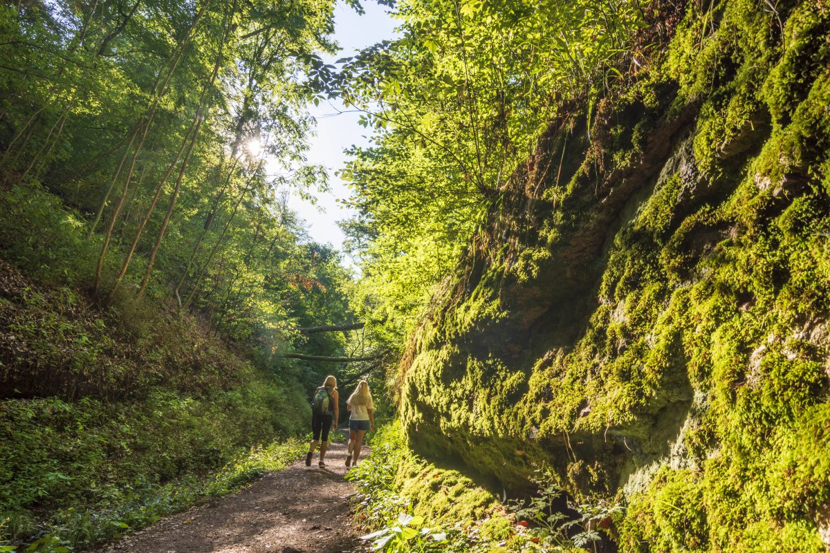 Thueringer Wald