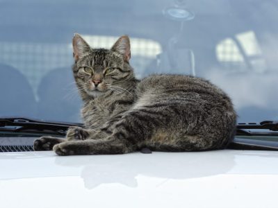 Wie bitter diese Geschichte aus Thüringen ist... Eine gut gemeinte Aktion hat böse Folgen für eine Katze und deren Besitzerin.