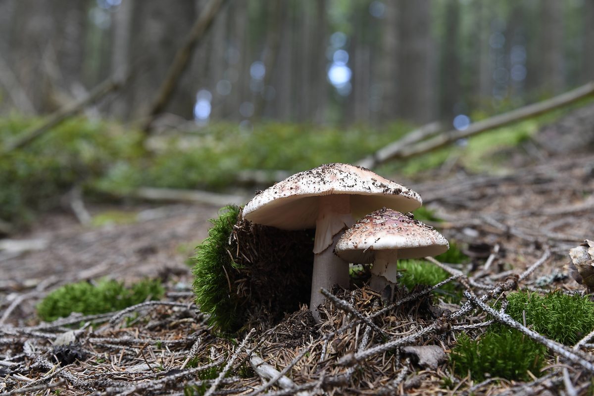 Thüringer Wald