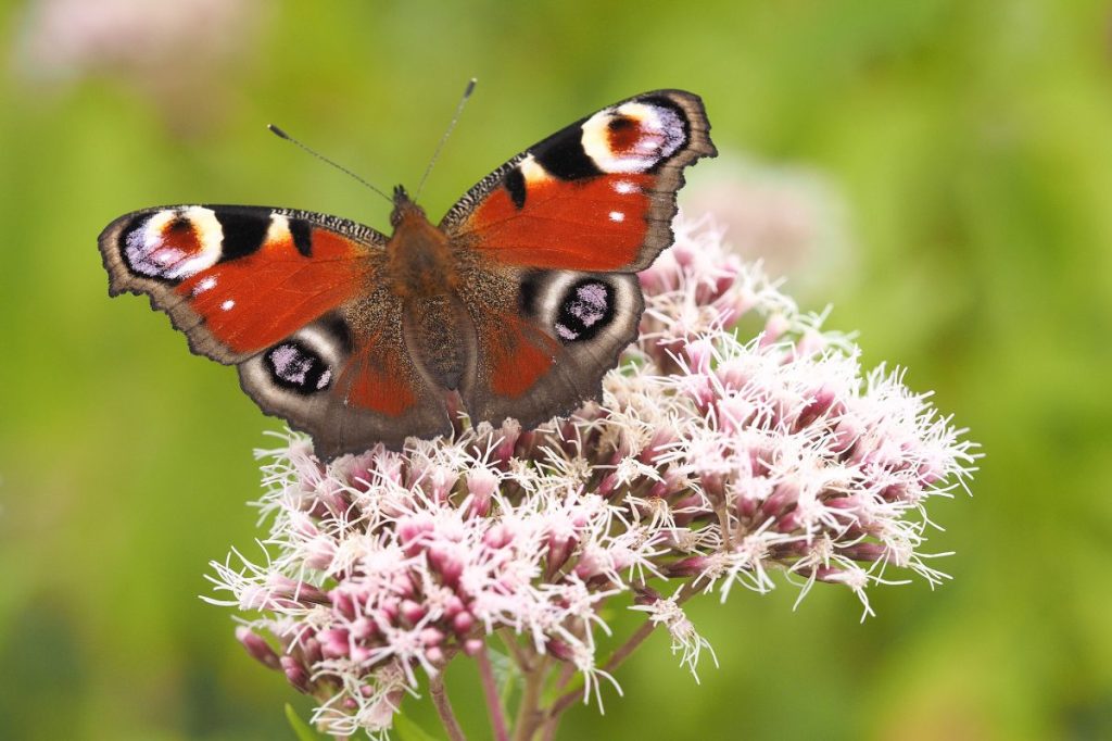 Tagpfauen-Augen gehören zu den beliebtesten Schmetterlingen.