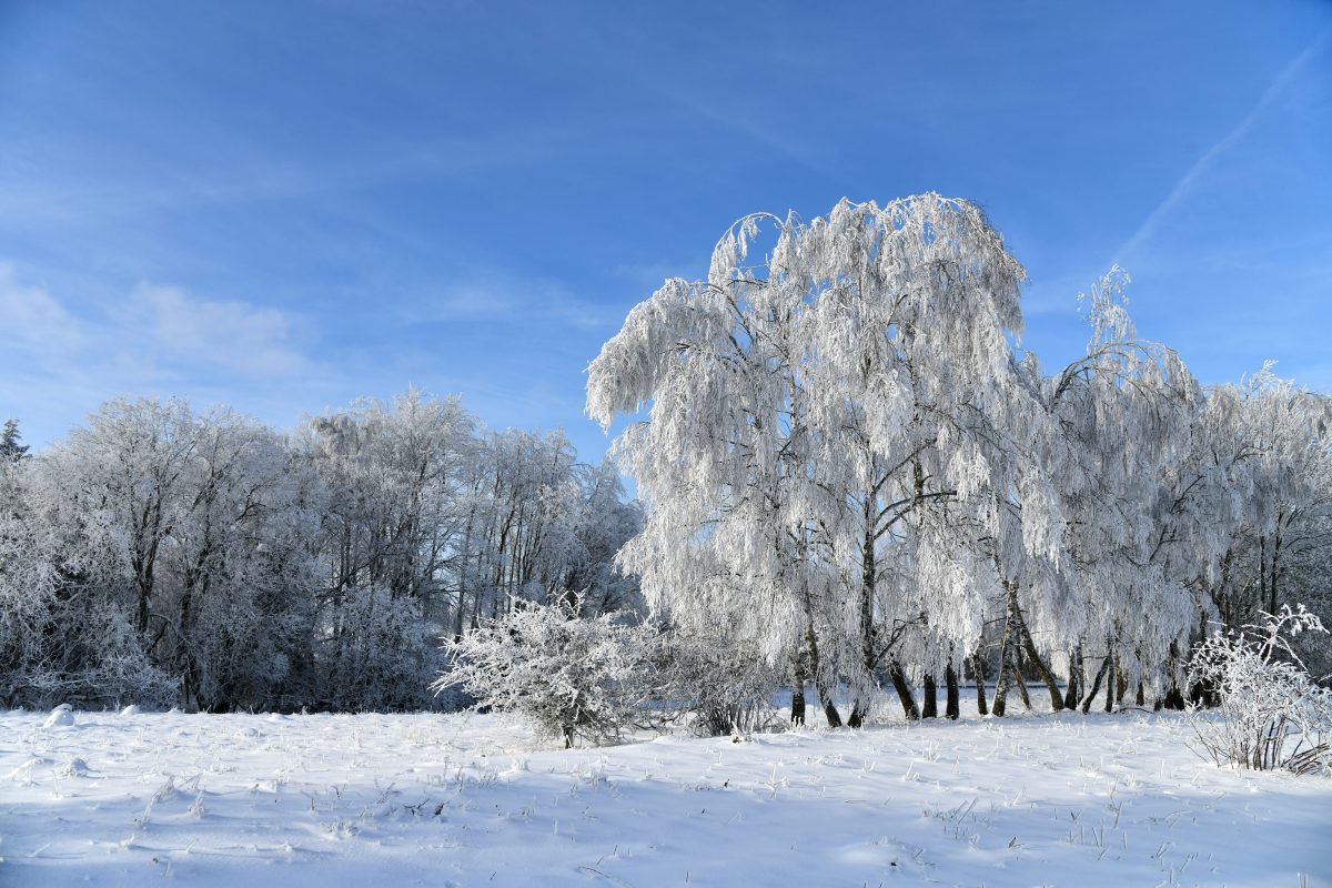 Schon bald entscheidet sich der Verlauf des Winter-Wetters in Thüringen. Der Dezember entscheidet, wie es um Januar weitergeht. (Symbolbild)